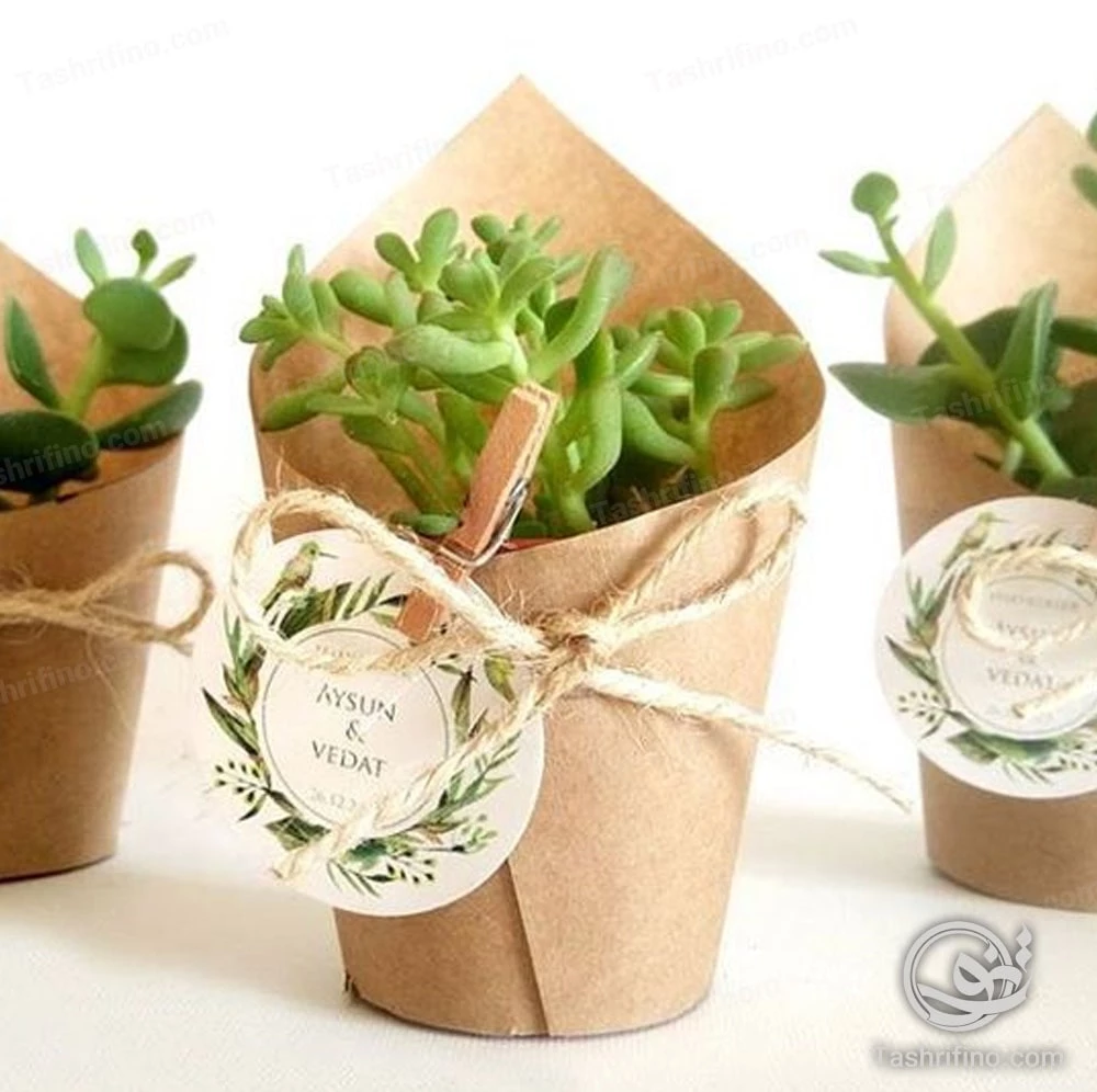 گیتف عروسی گیاه - کاکتوس