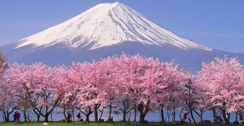 هرآنچه که باید درباره شکوفه های گیلاس ژاپن بدانیم
